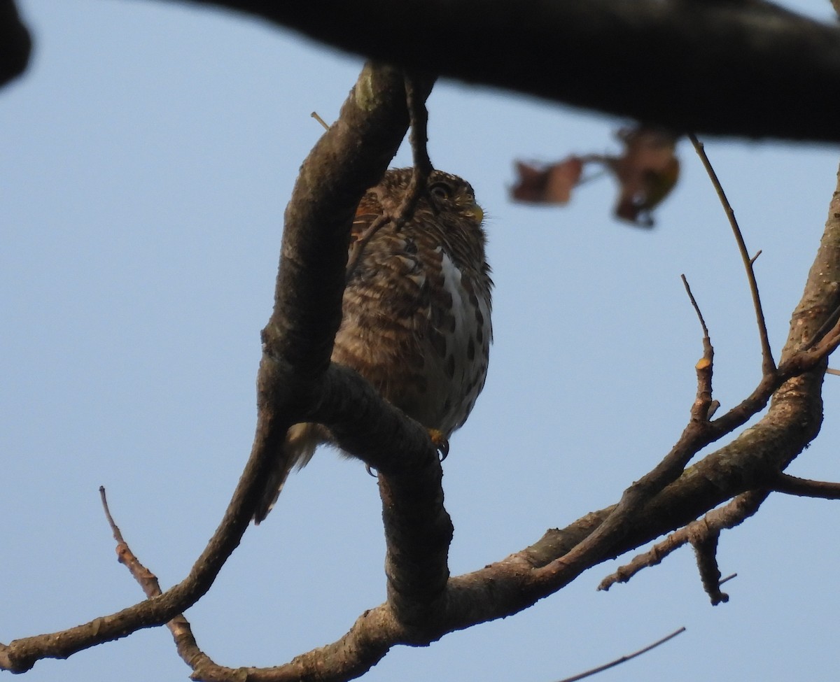 Collared Owlet - ML623181427