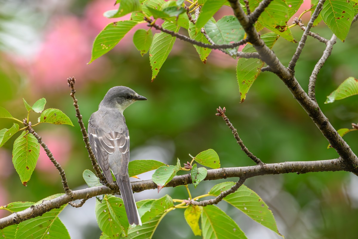 灰山椒鳥 - ML623181444