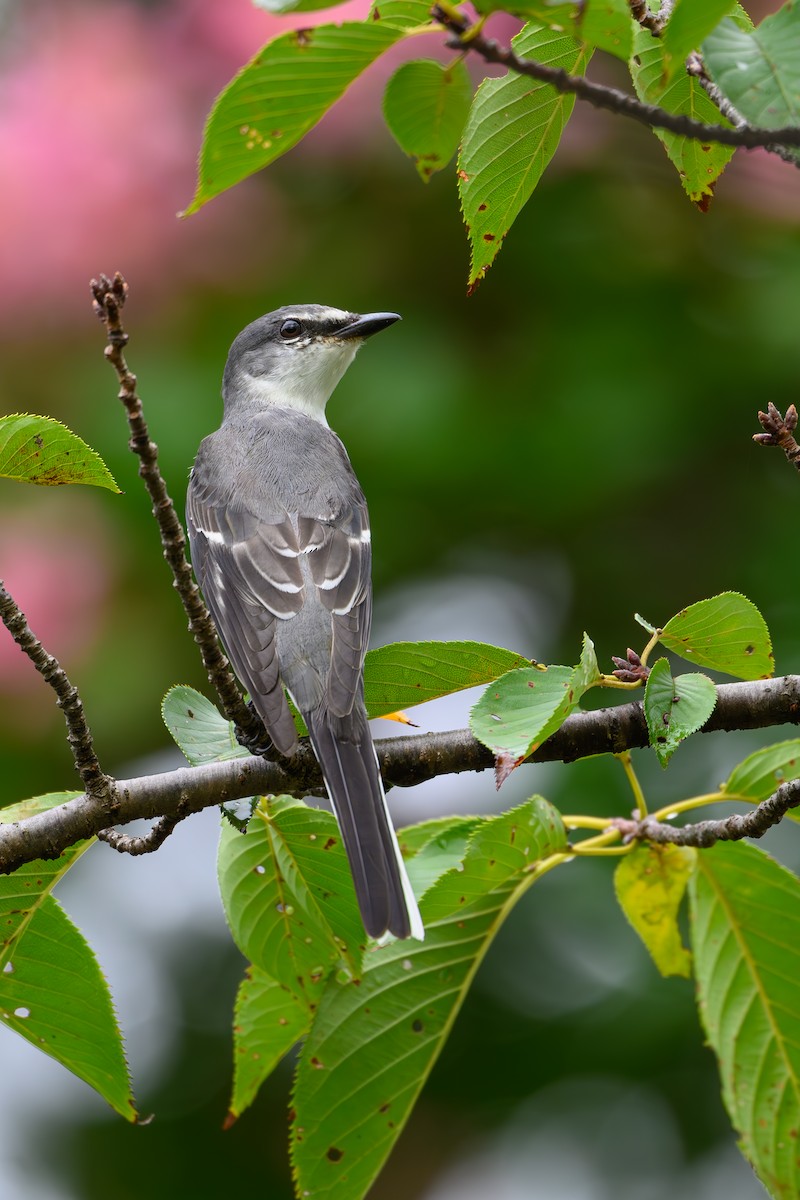 灰山椒鳥 - ML623181448