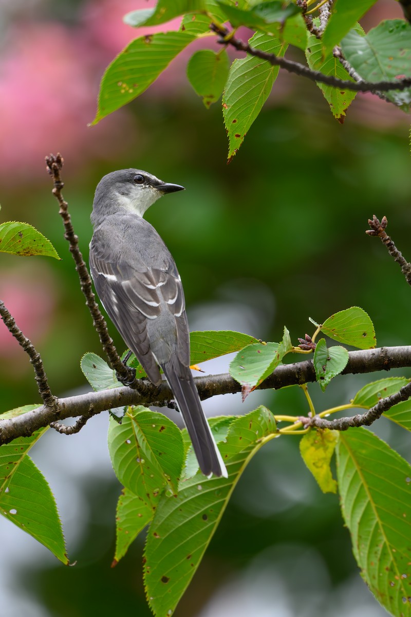 灰山椒鳥 - ML623181449