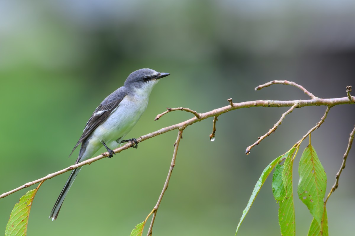 灰山椒鳥 - ML623181452