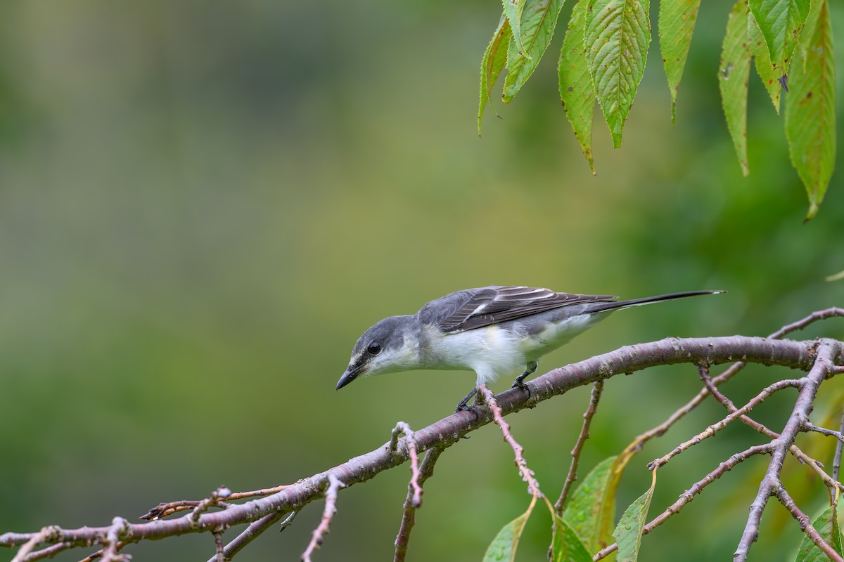 灰山椒鳥 - ML623181456