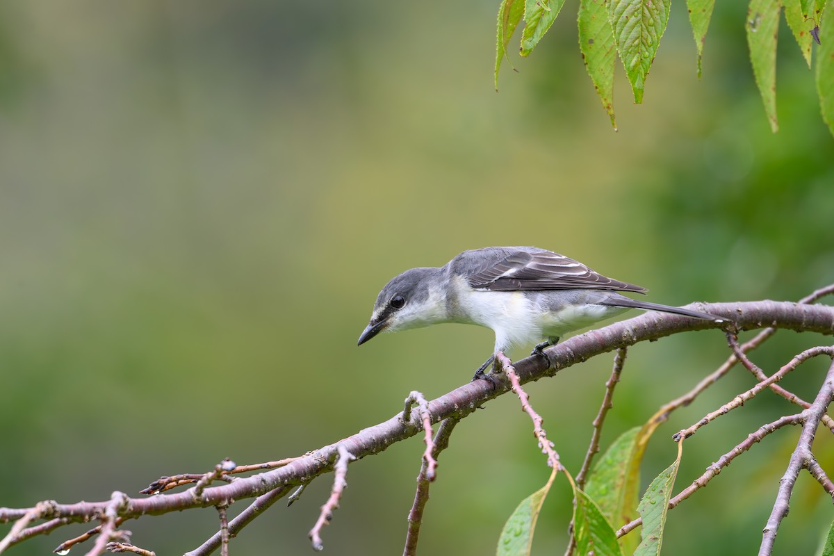 Ashy Minivet - Yuya Okuzaki