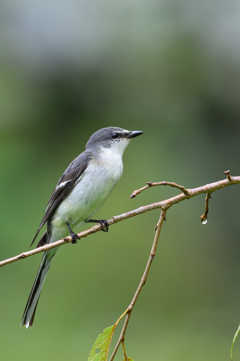 Ashy Minivet - ML623181473