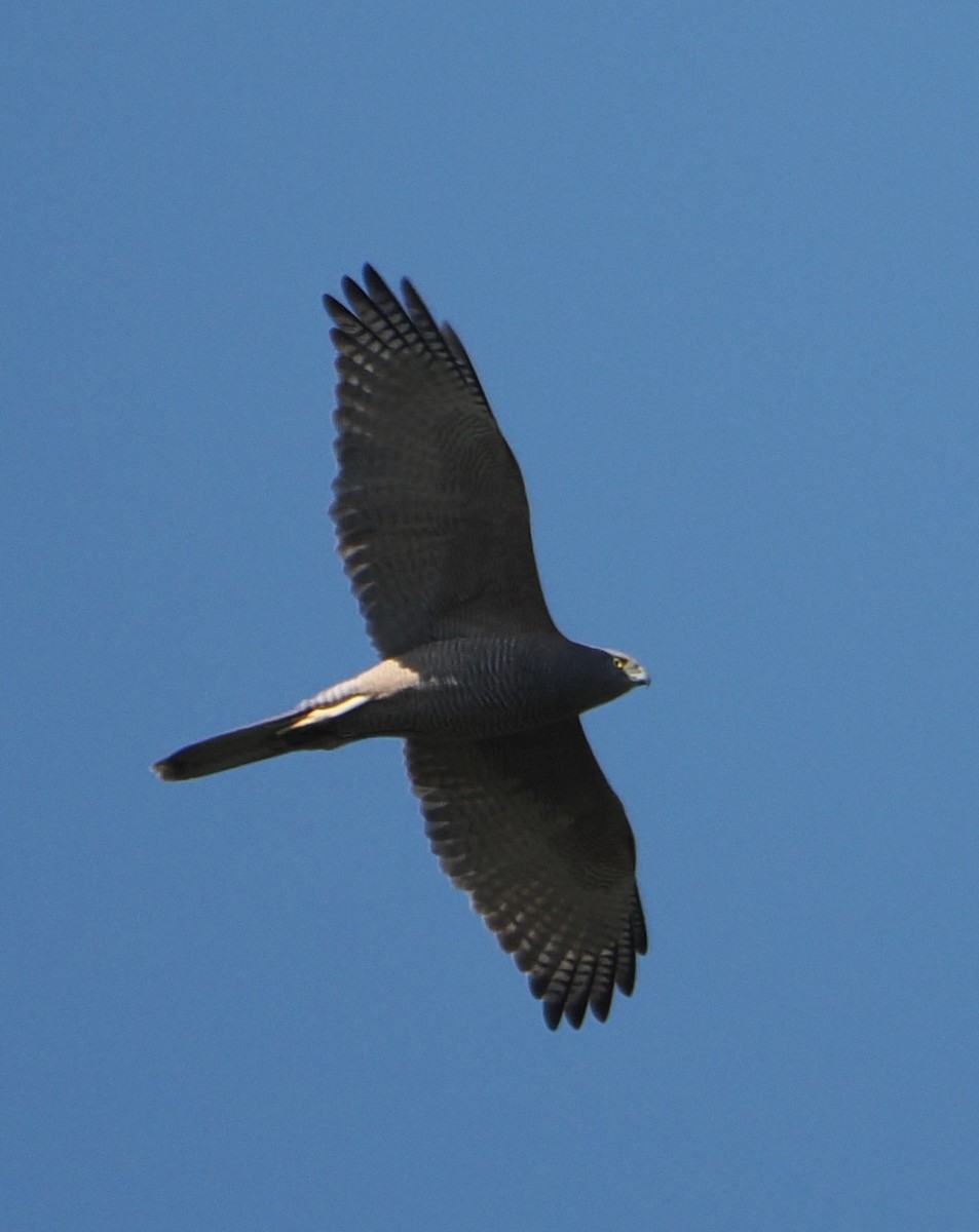 Brown Goshawk - ML623181503