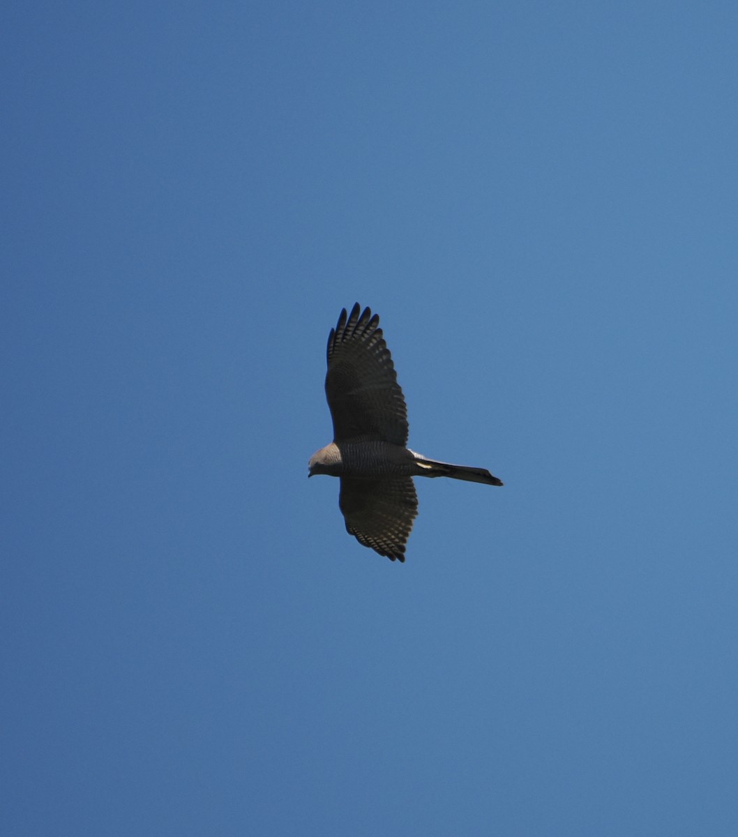 Brown Goshawk - Peter de Jongh