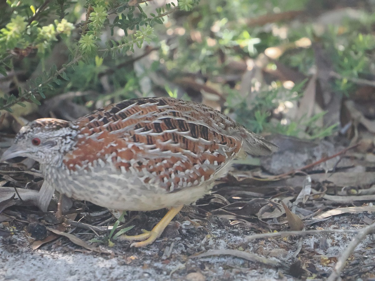 Painted Buttonquail - ML623181527