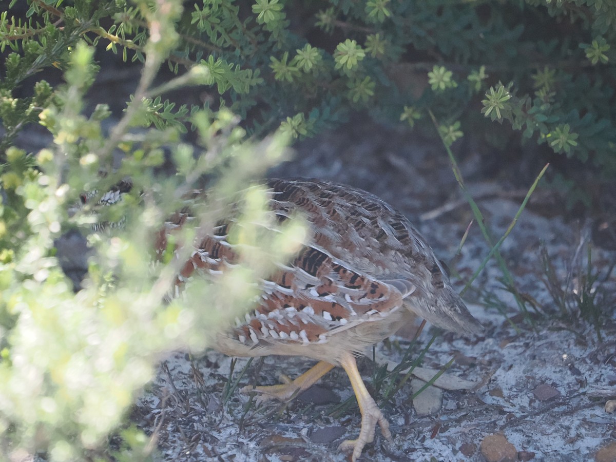 Painted Buttonquail - ML623181529