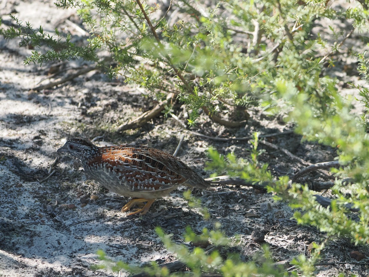 Painted Buttonquail - ML623181530