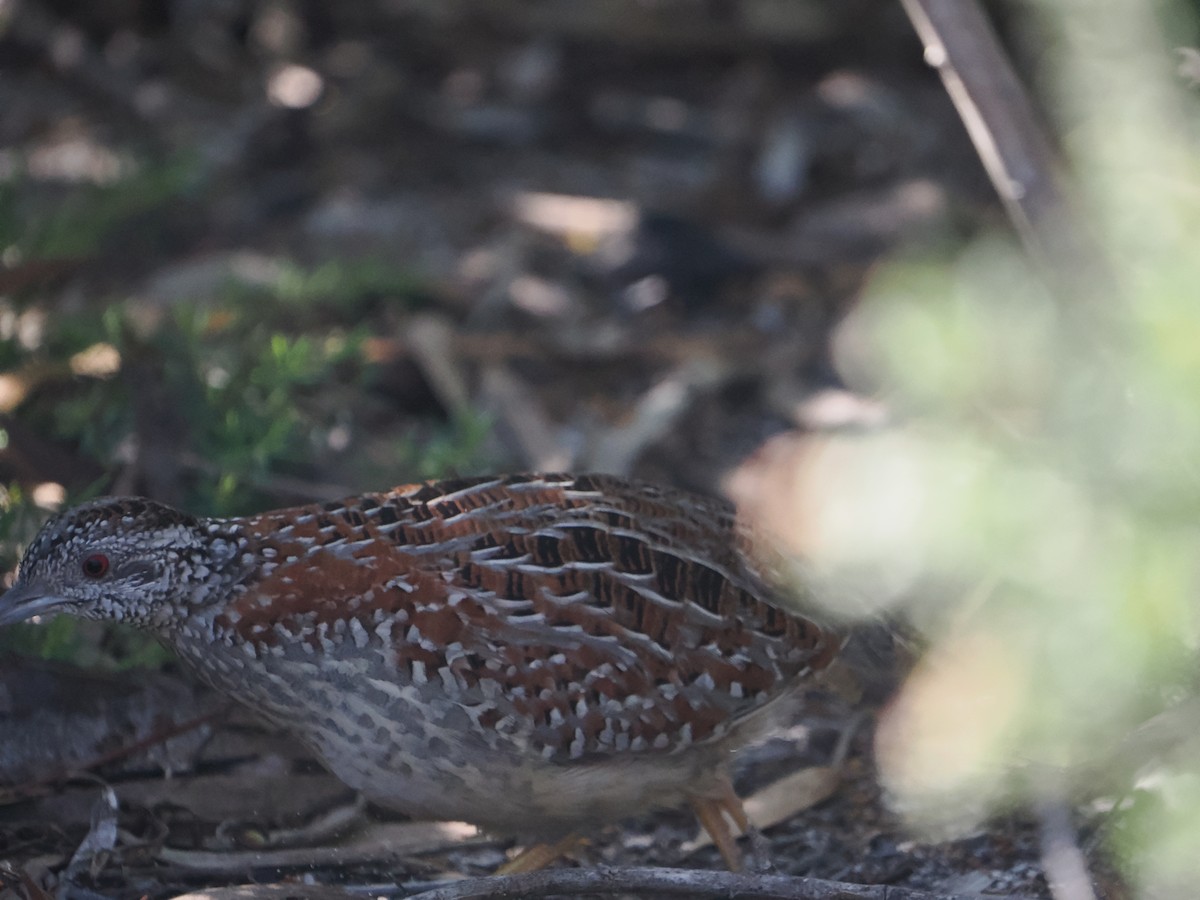 Painted Buttonquail - ML623181531