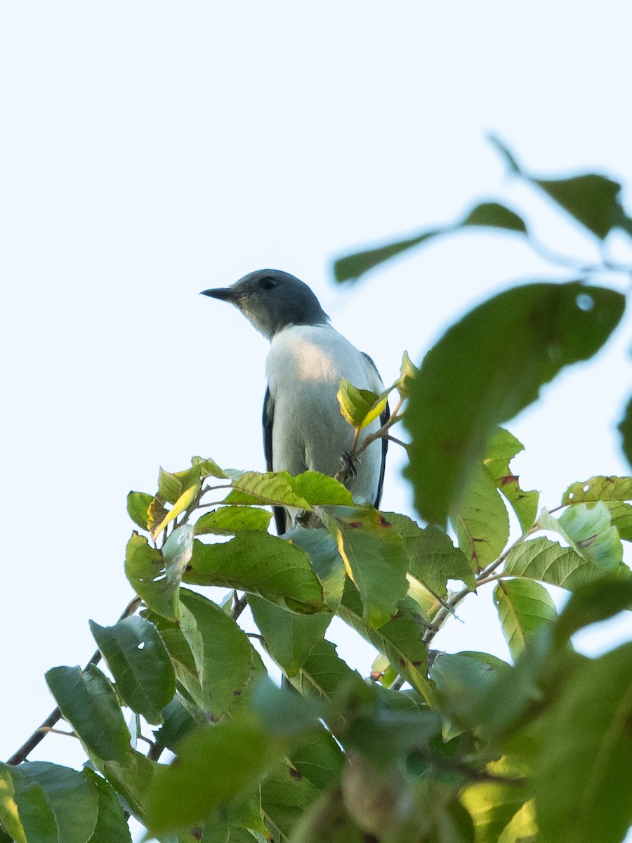 Madagaskarraupenfänger - ML623181549