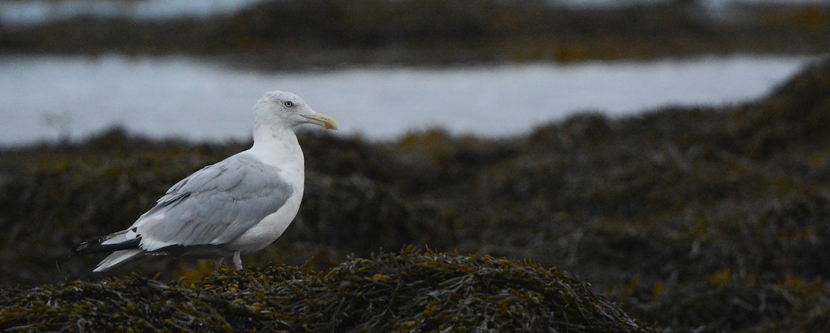 Gaviota Argéntea (americana) - ML623181550