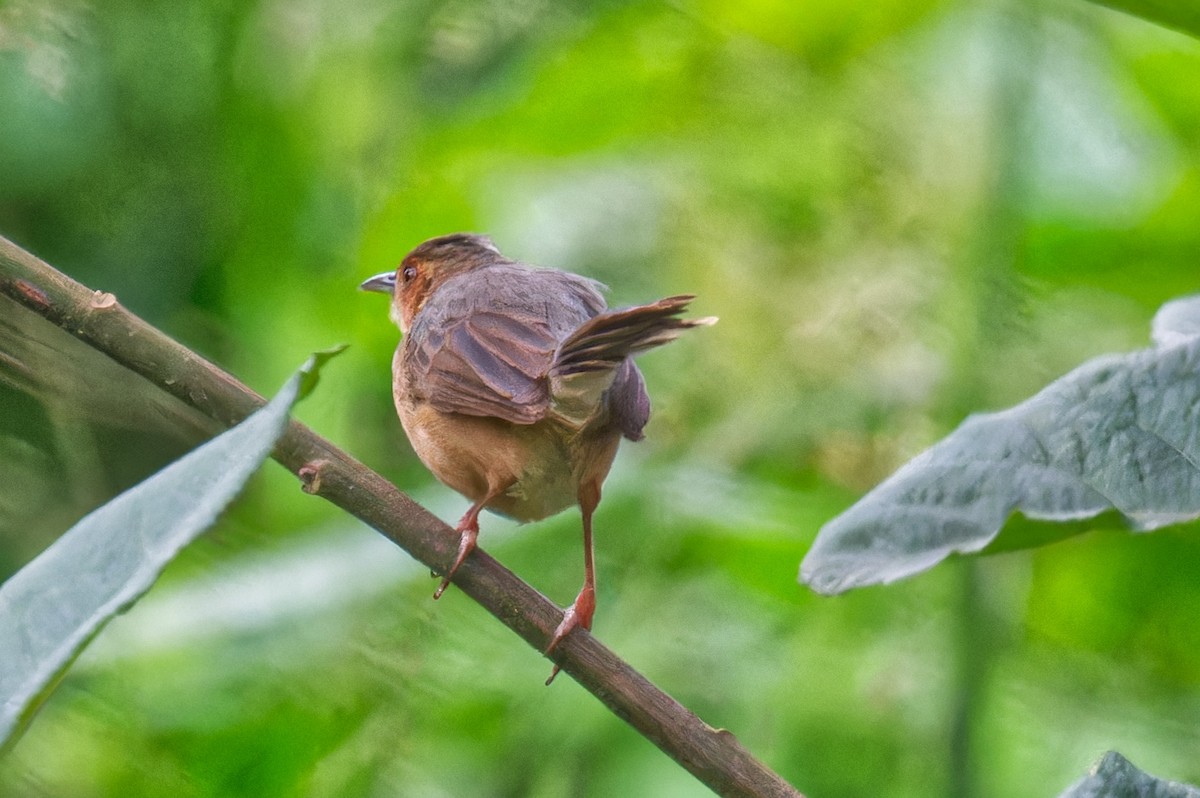 Red-faced Cisticola - ML623181556