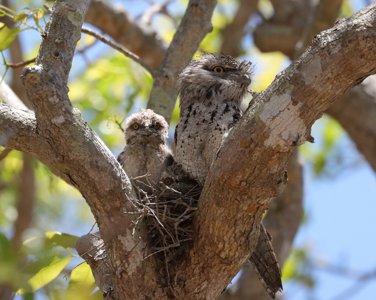 Tawny Frogmouth - ML623181632