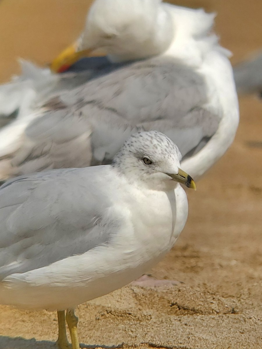 Ring-billed Gull - ML623181684