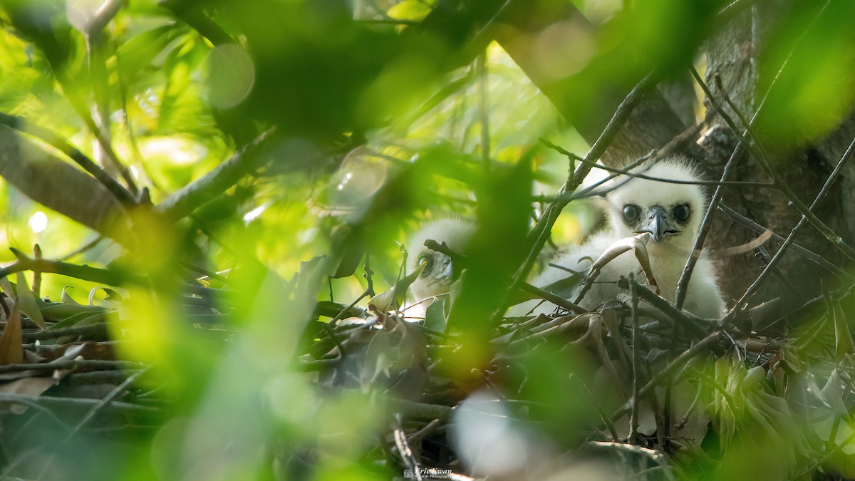 Crested Goshawk - ML623181686