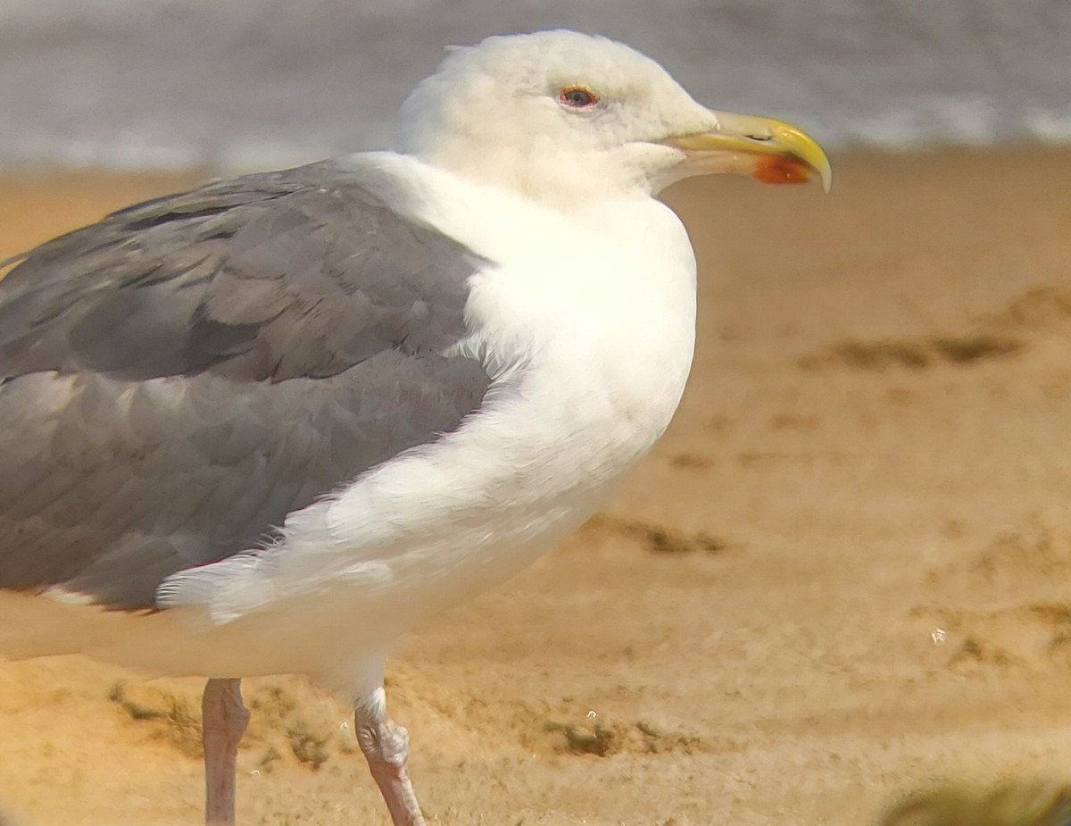 Great Black-backed Gull - ML623181692