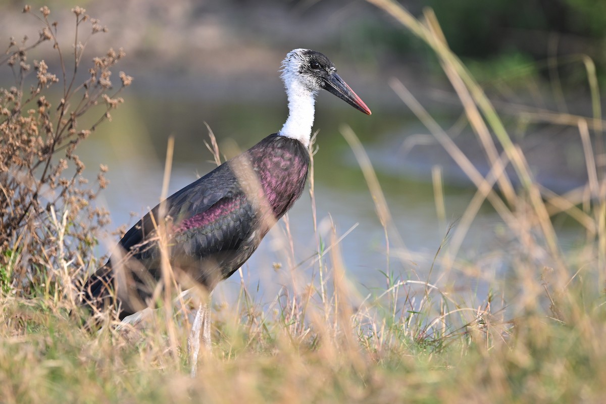 African Woolly-necked Stork - ML623181693