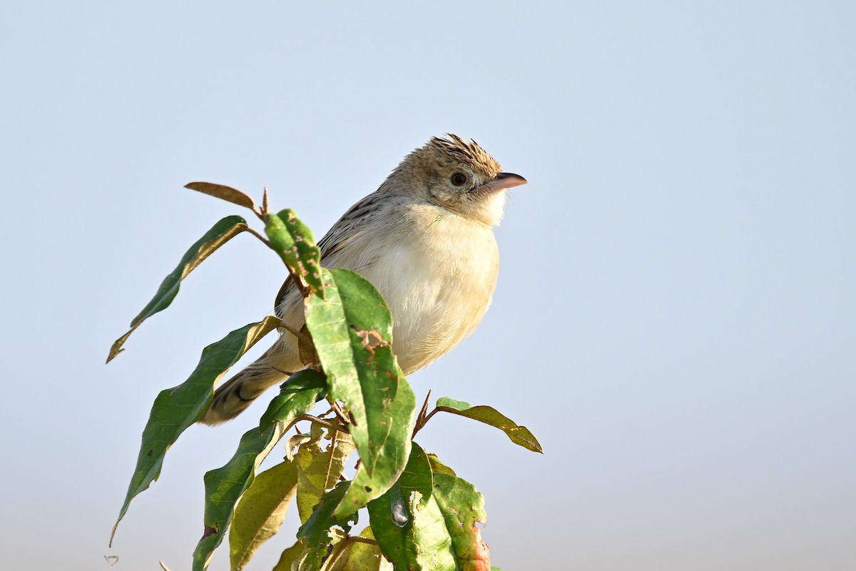 Croaking Cisticola - ML623181700