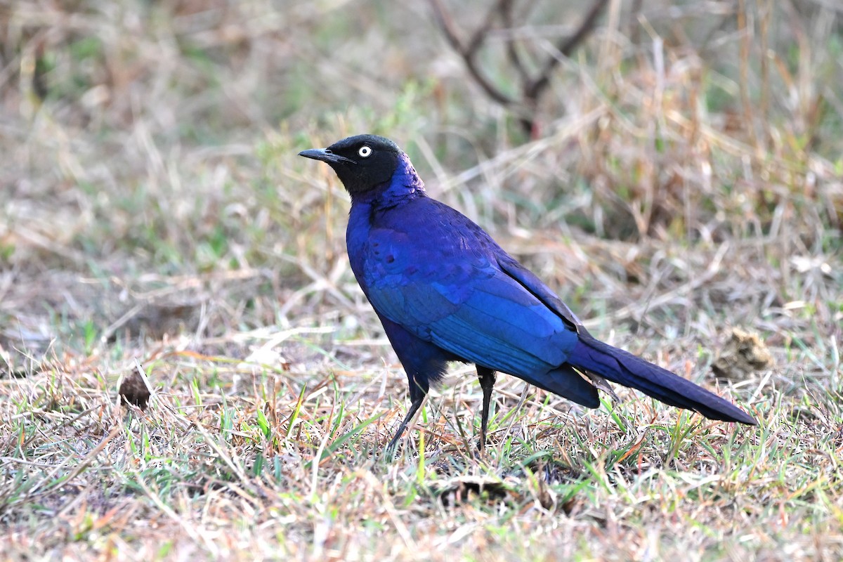 Rüppell's Starling - ML623181706