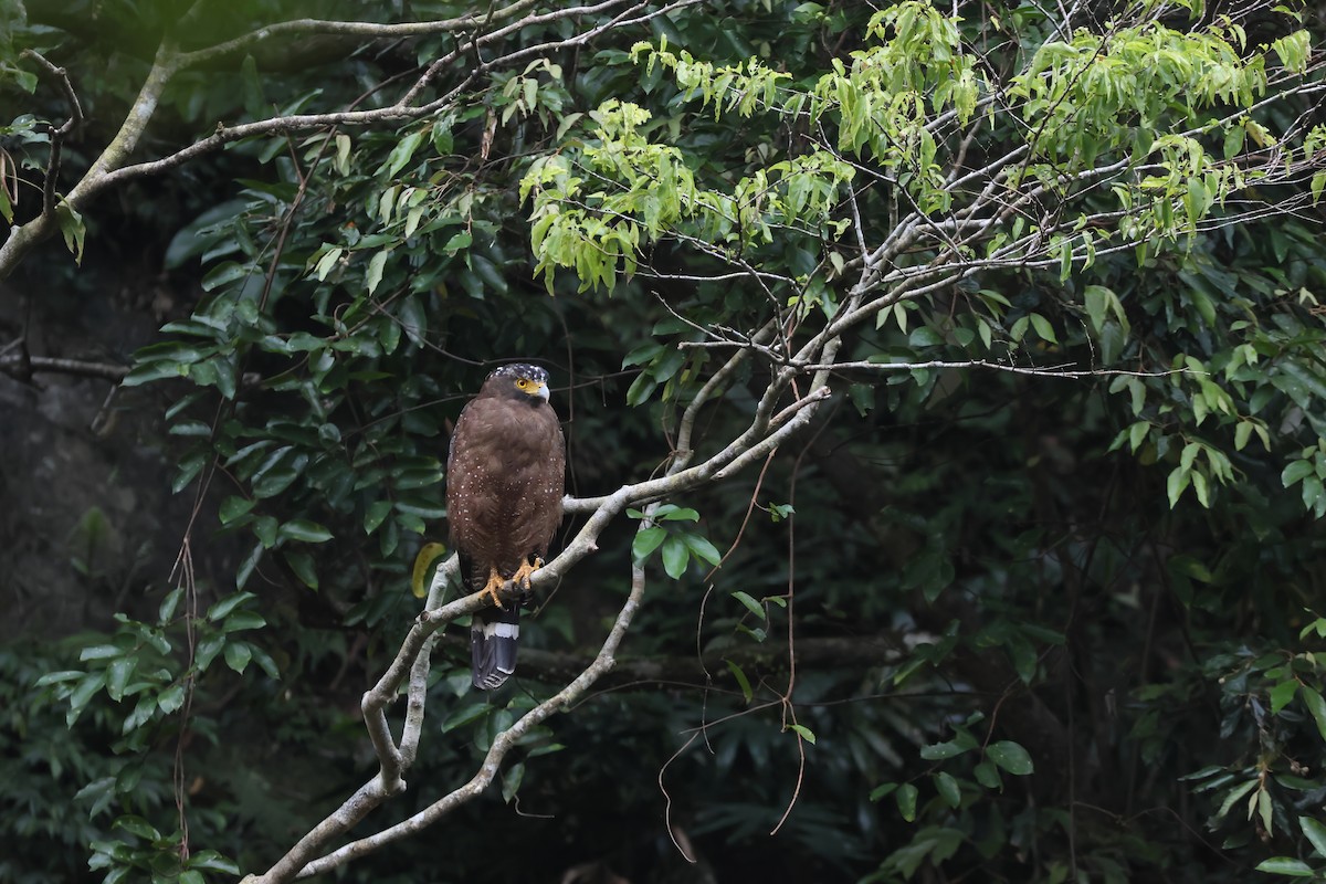 Crested Serpent-Eagle (Crested) - Chi-Hsuan Shao