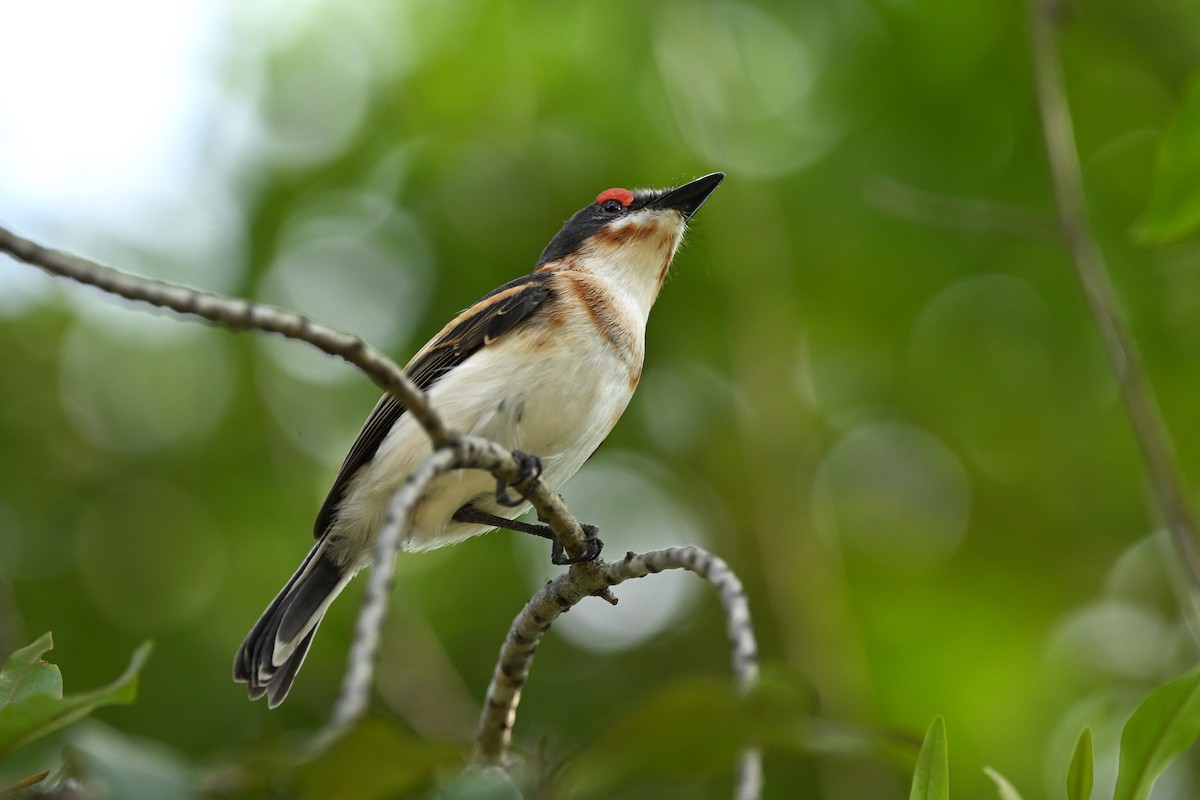 Brown-throated Wattle-eye - ML623181863