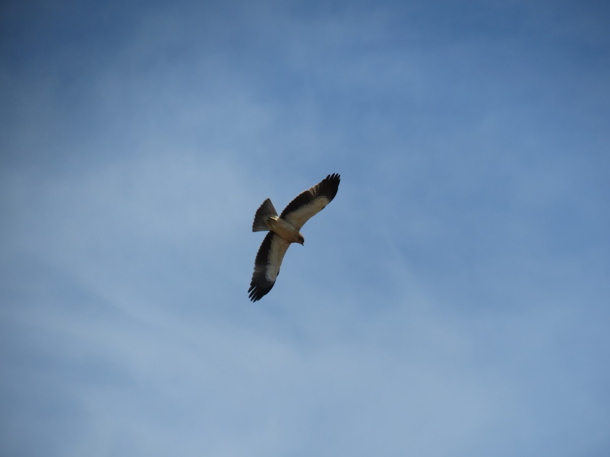 Booted Eagle - ML623181903