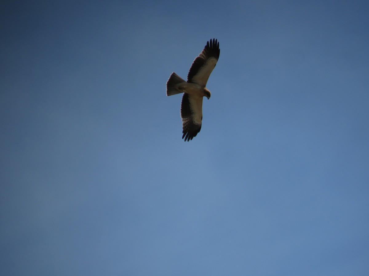 Booted Eagle - ML623181904