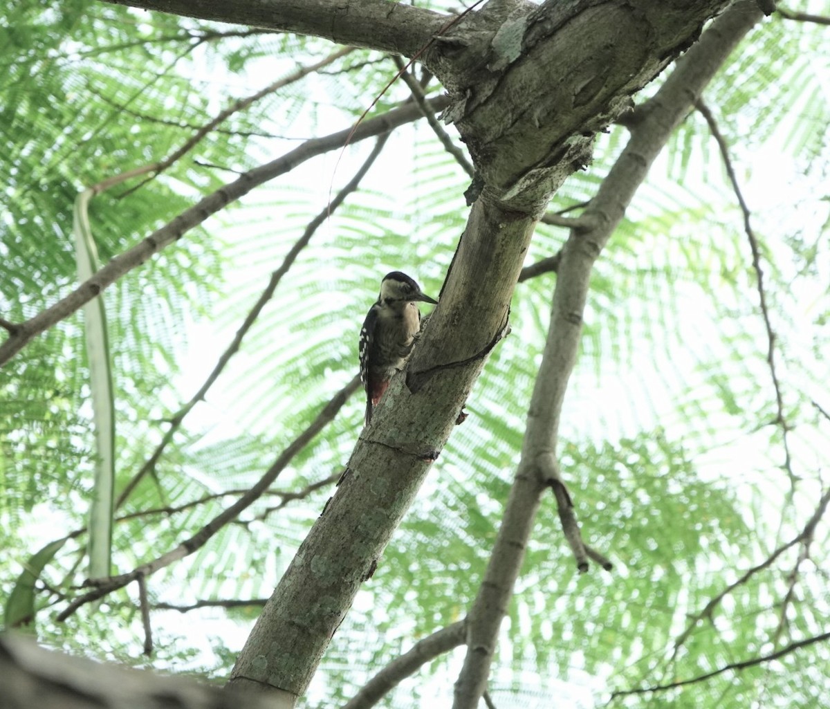 Fulvous-breasted Woodpecker - Chaiti Banerjee