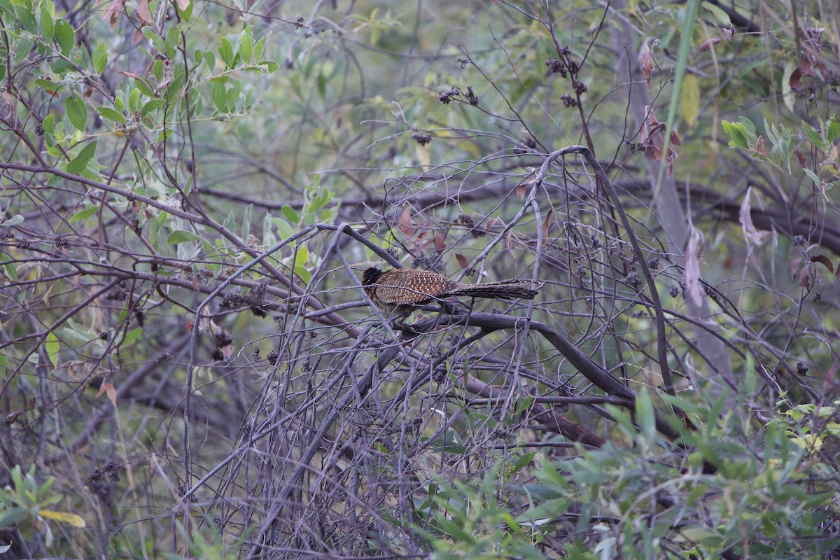 Pheasant Coucal - ML623182146