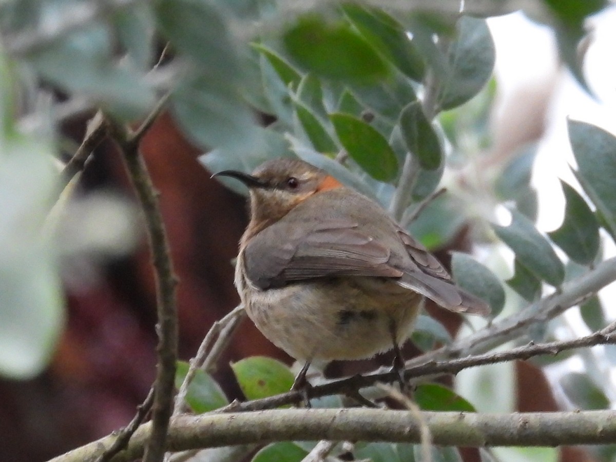 Western Spinebill - ML623182147