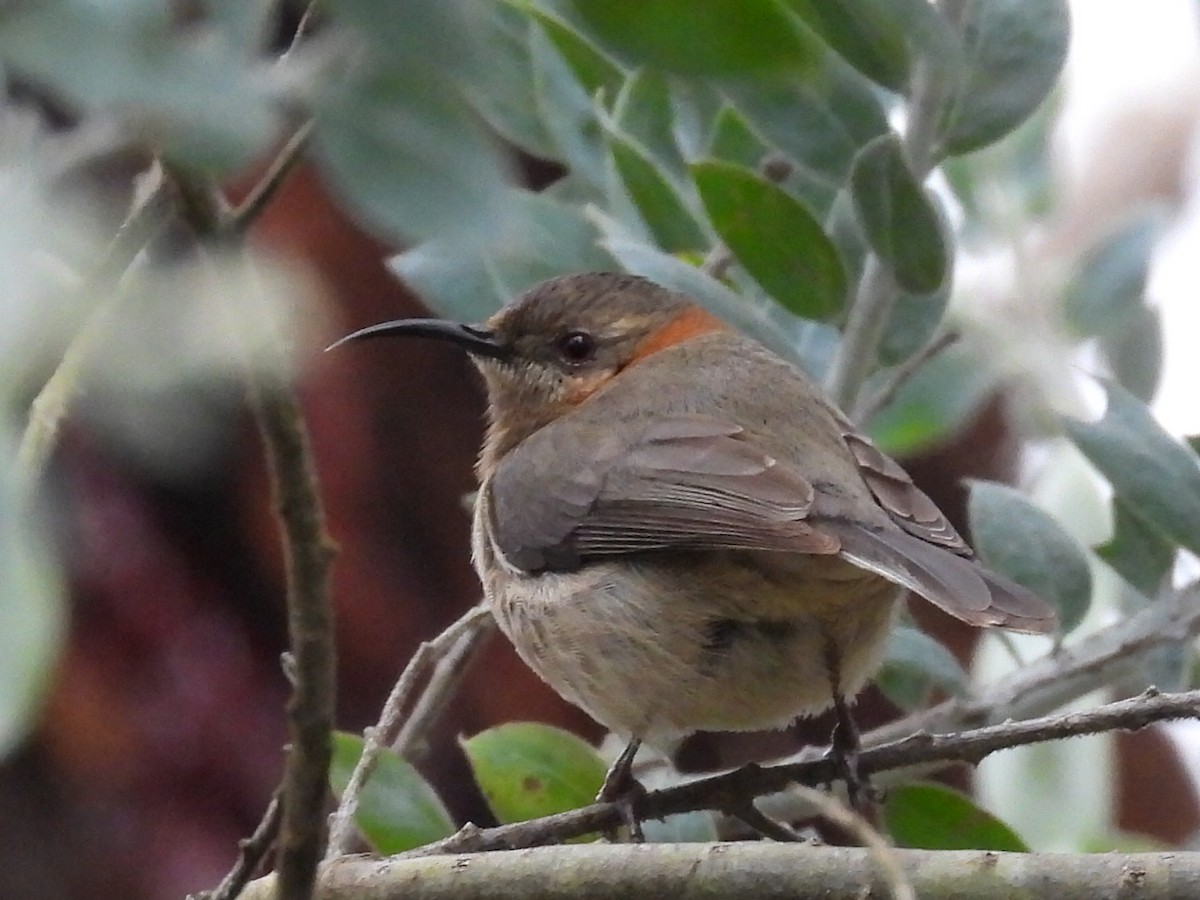 Western Spinebill - ML623182148