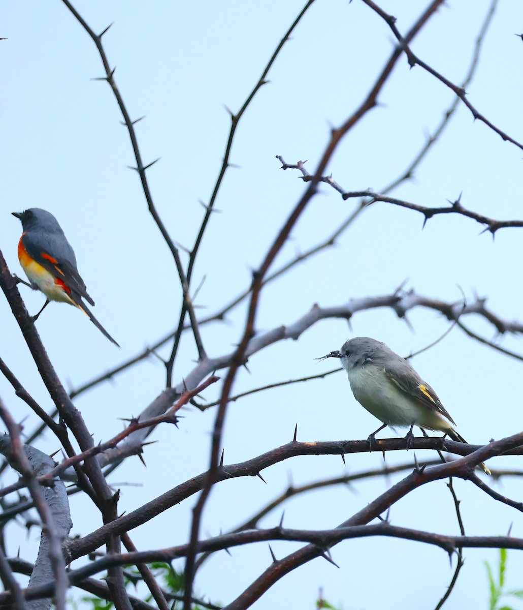Small Minivet - ML623182384