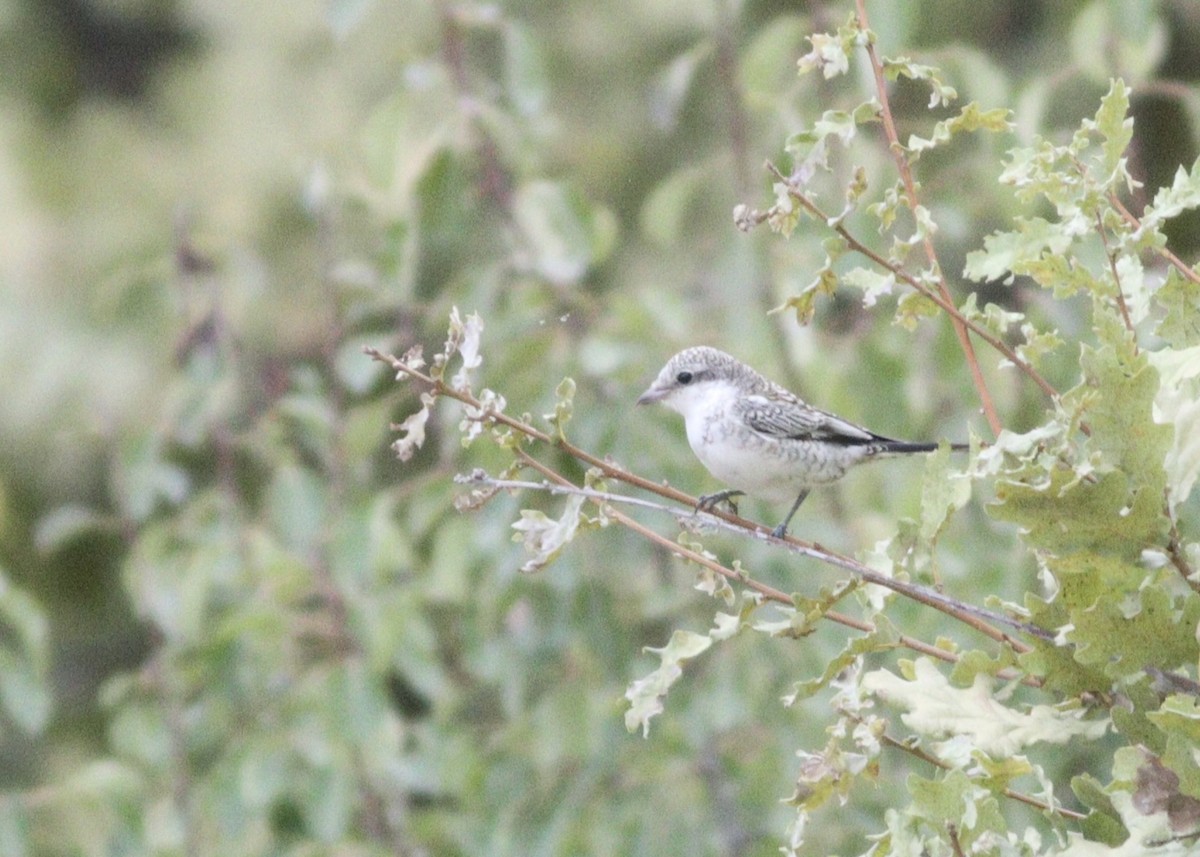 Masked Shrike - ML623182387