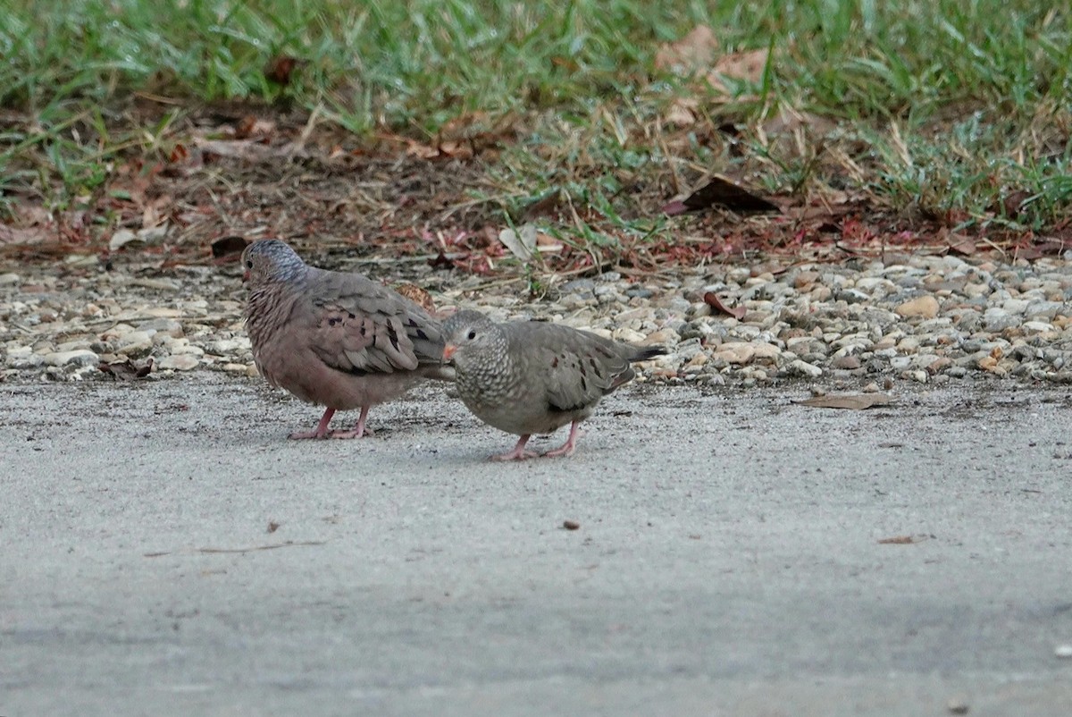 Common Ground Dove - ML623182408