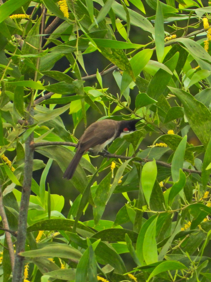 Red-whiskered Bulbul - ML623182410