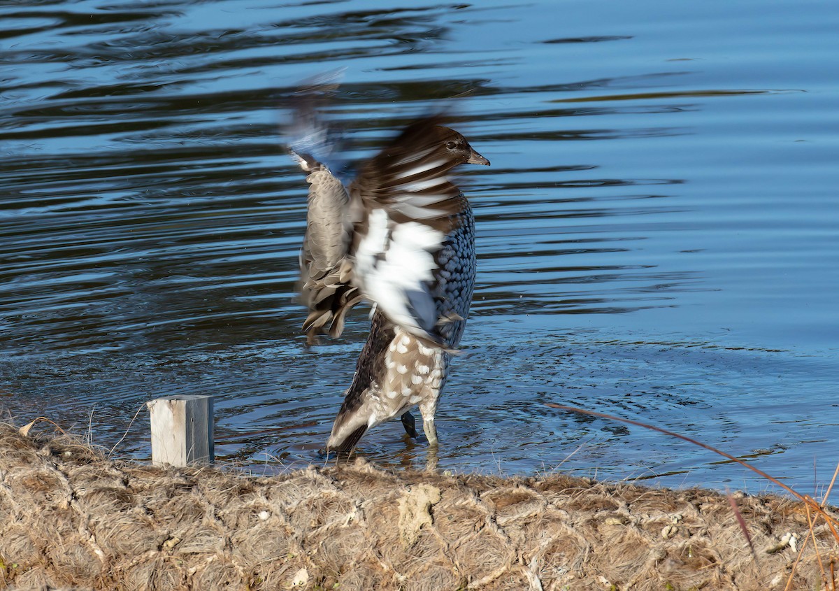 eBird Checklist - 1 Sep 2024 - Lake Thomson - 36 species