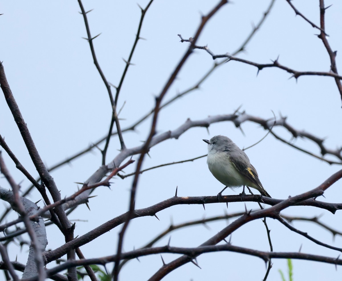 Small Minivet - ML623182454