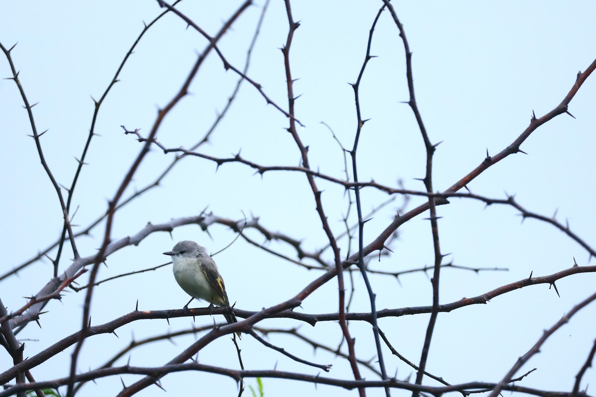 Small Minivet - ML623182466