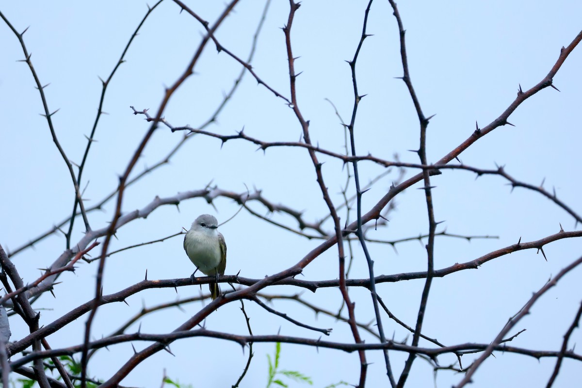 Small Minivet - ML623182478