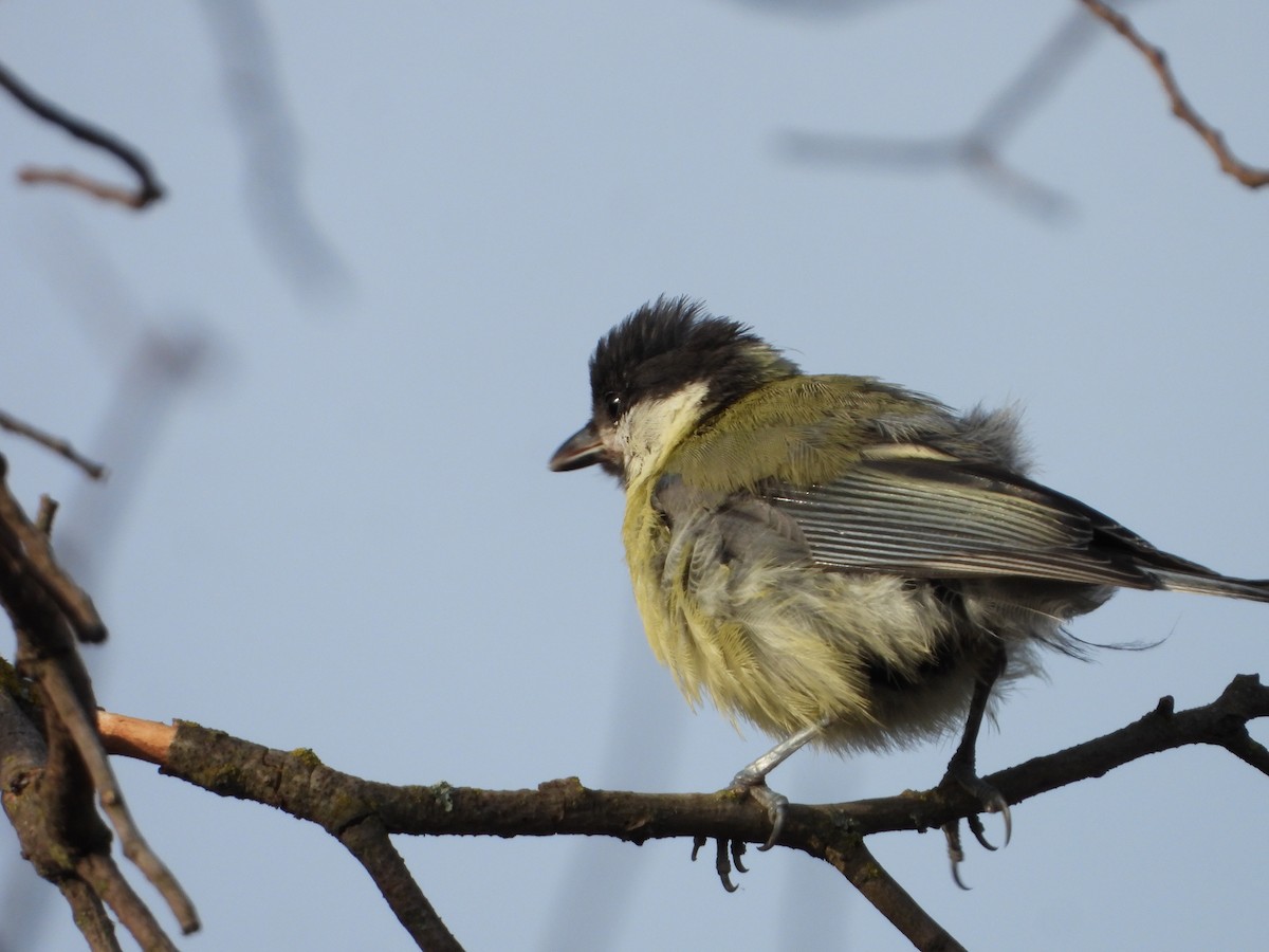 Great Tit - ML623182516