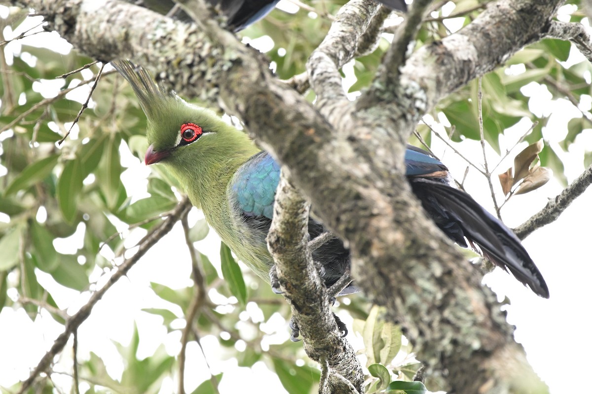 Schalow's Turaco - ML623182530