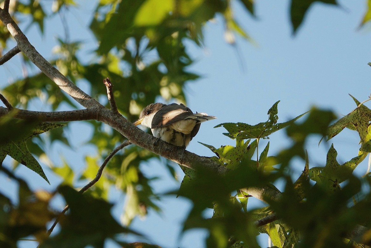 Yellow-billed Cuckoo - deborah grimes