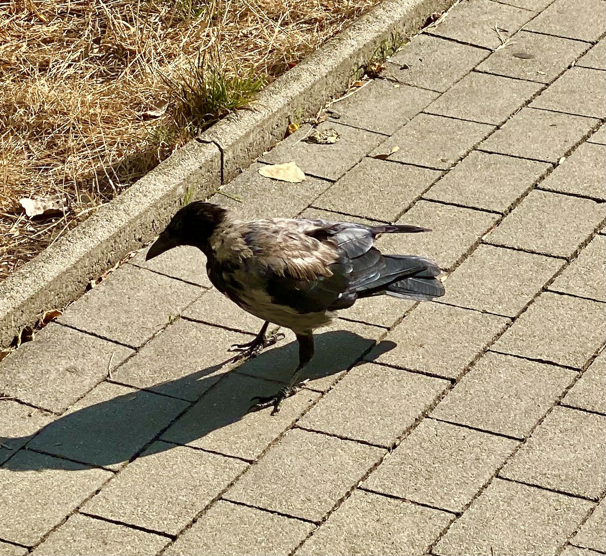 Hooded Crow - ML623182640