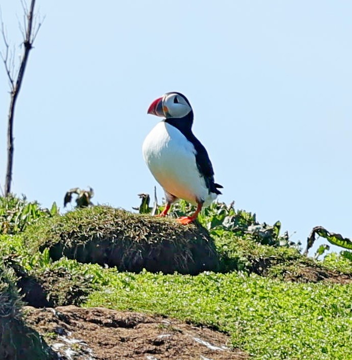 Atlantic Puffin - ML623182694