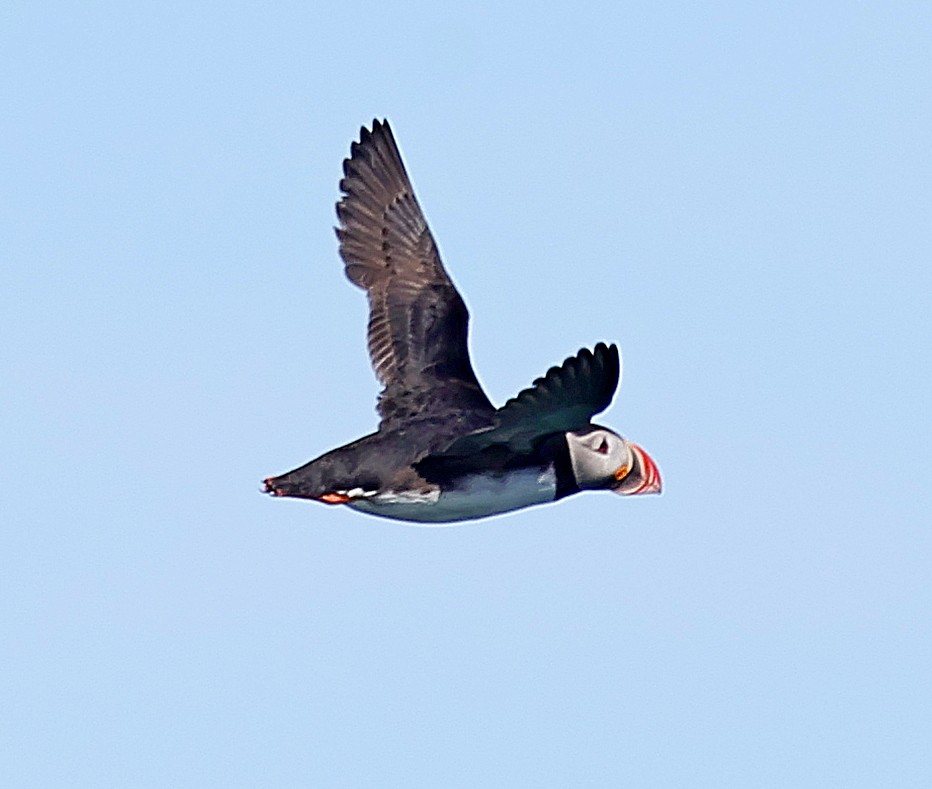 Atlantic Puffin - ML623182769