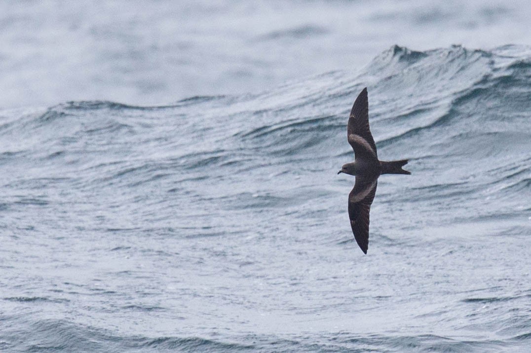 Markham's Storm-Petrel - ML623182786