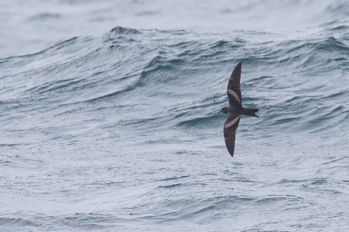 Markham's Storm-Petrel - ML623182787