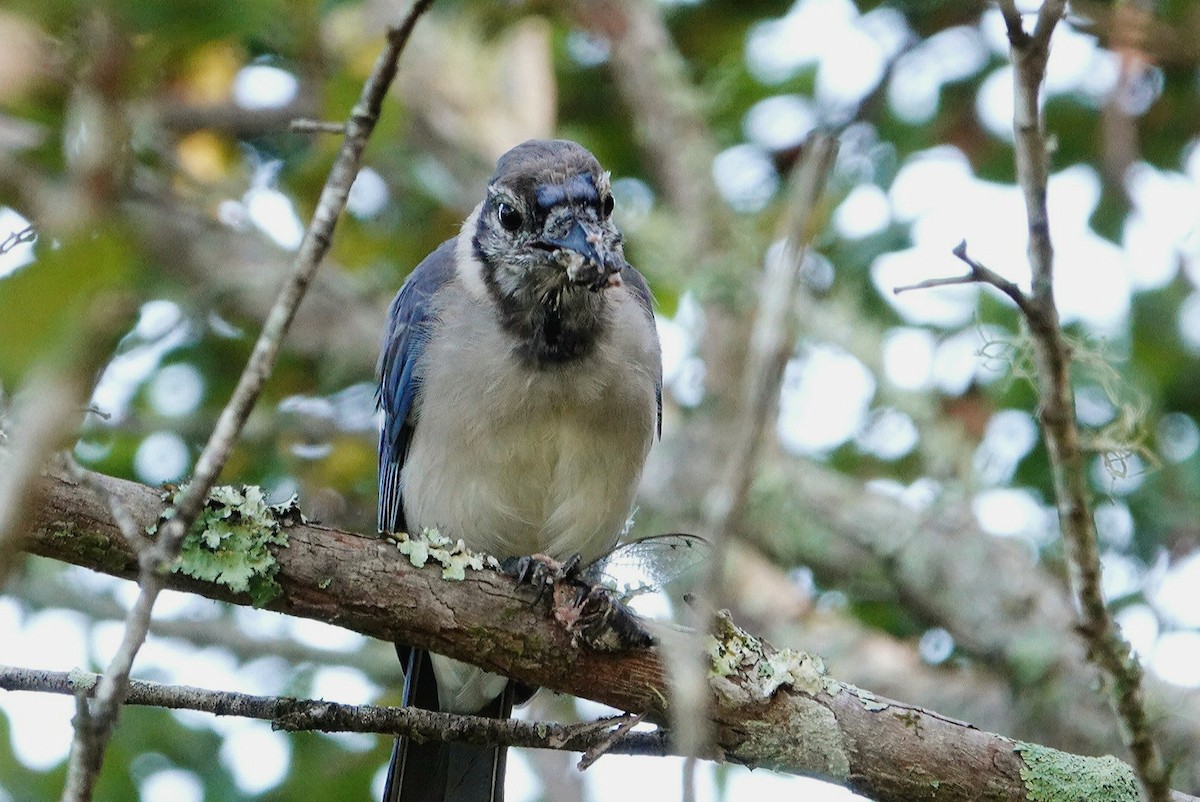 Blue Jay - ML623182802