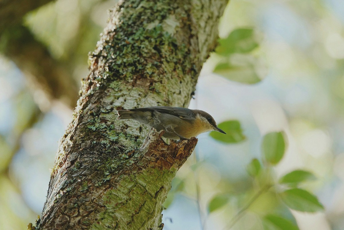 Brown-headed Nuthatch - ML623182859